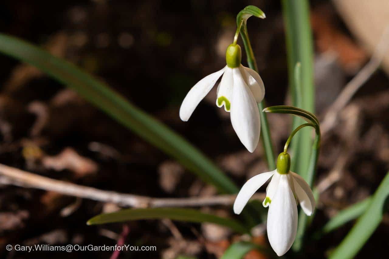 A pair of dropped white heads of snowdrops in our garden