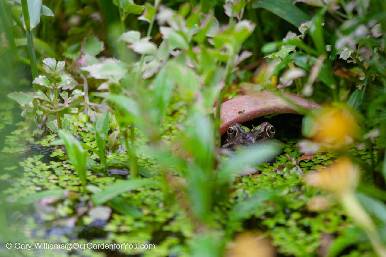 A frog hiding beneath a terracota pot in our wildlife pond