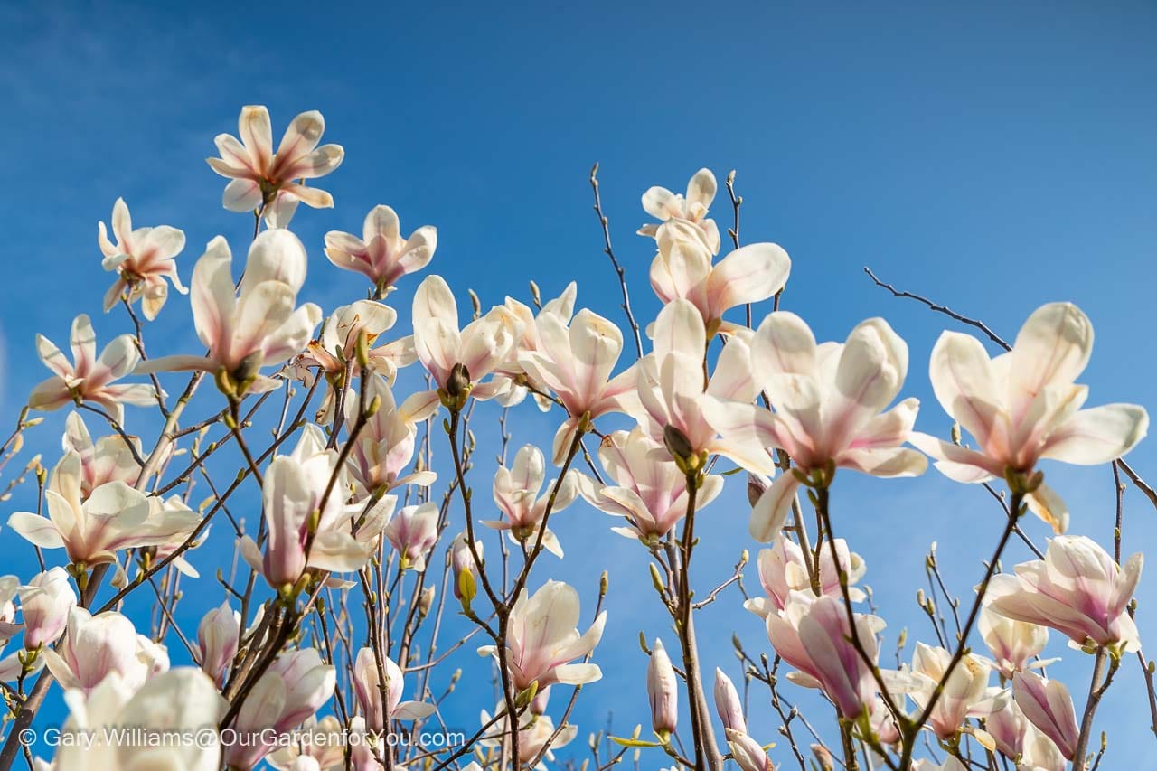The pink-tinged white petals of our magnolia in full bloom set against a deep blue sky