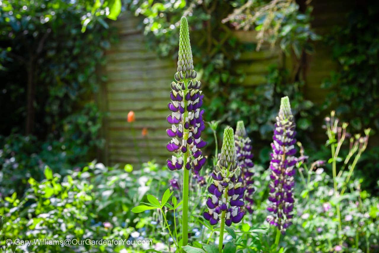 Flowering purple Lupins in the Cottage Garden section of our garden from back in 2014