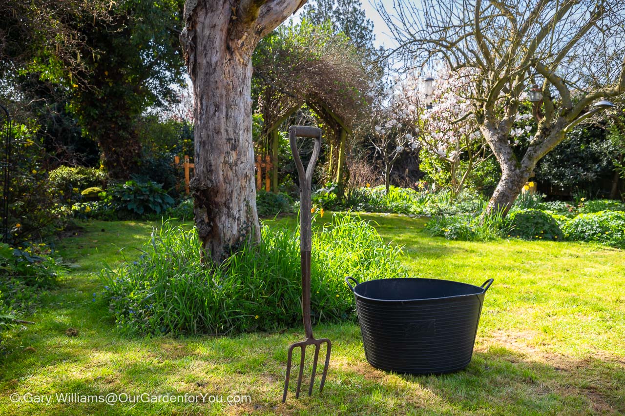 The garden fork and trug on the lawn in front of the Rowan tree before starting work.
