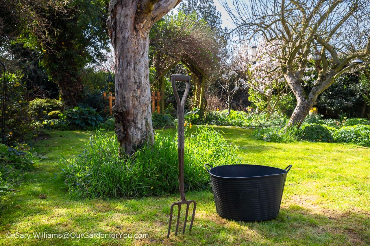 The garden fork and trug on the lawn in front of the Rowan tree before starting work.