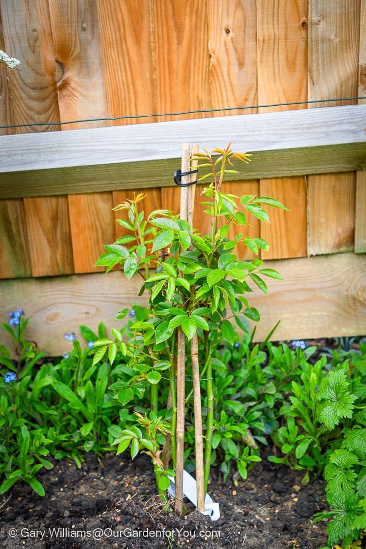 Our new purchase of a Snow Princess, a white climbing rose, freshly planted next to a fence in Our Garden