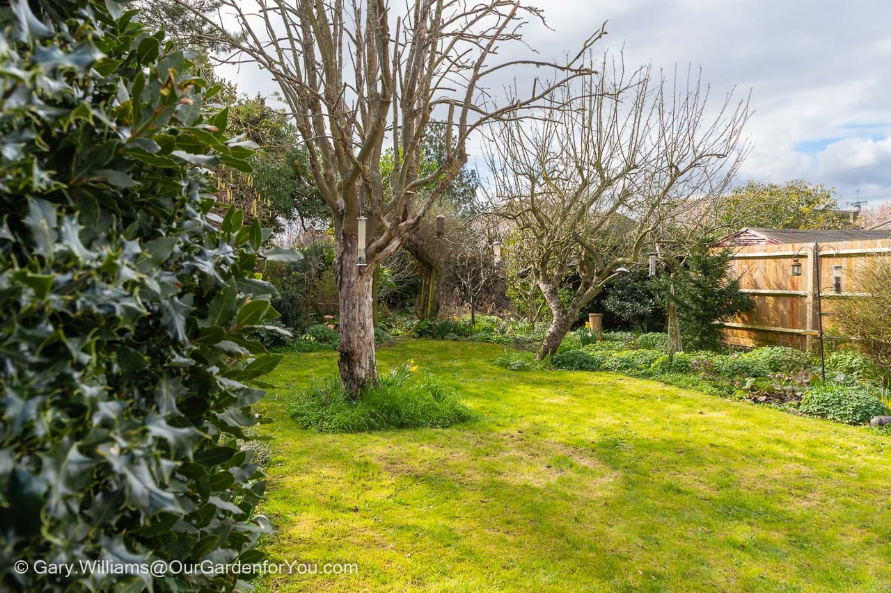 A view across the lawn after the first cut of the season with two deciduous trees yet to bud