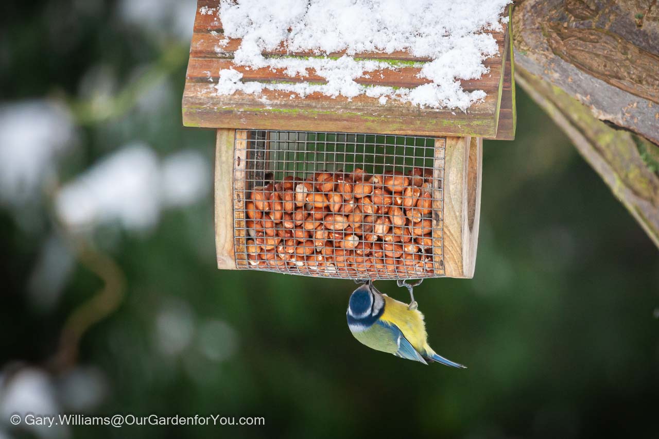 A Blue Tit hanging underneath a peanut feed hanging from our tree on a winter's day