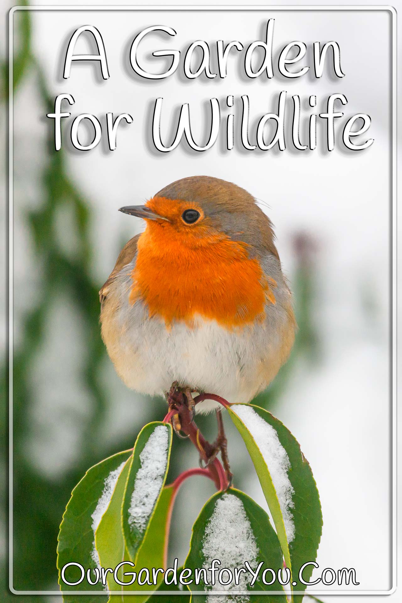 The Pin image of our post - 'A garden for wildlife'