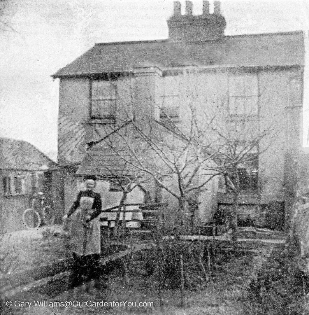 A black and white image of a lady in the garden of our house from the first half of the 20th century