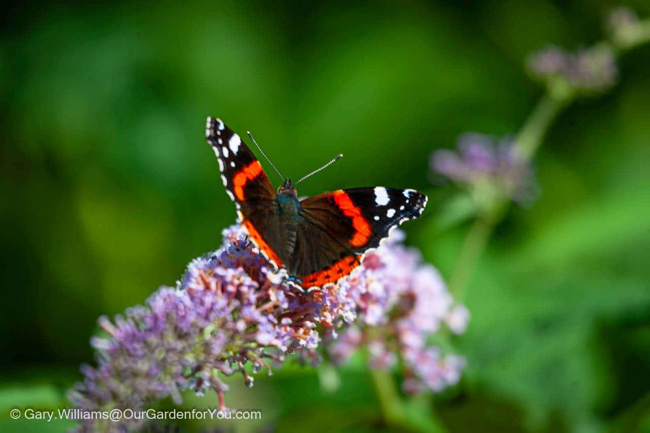 A red admiral butterfly feeding off a purple buddleia bush