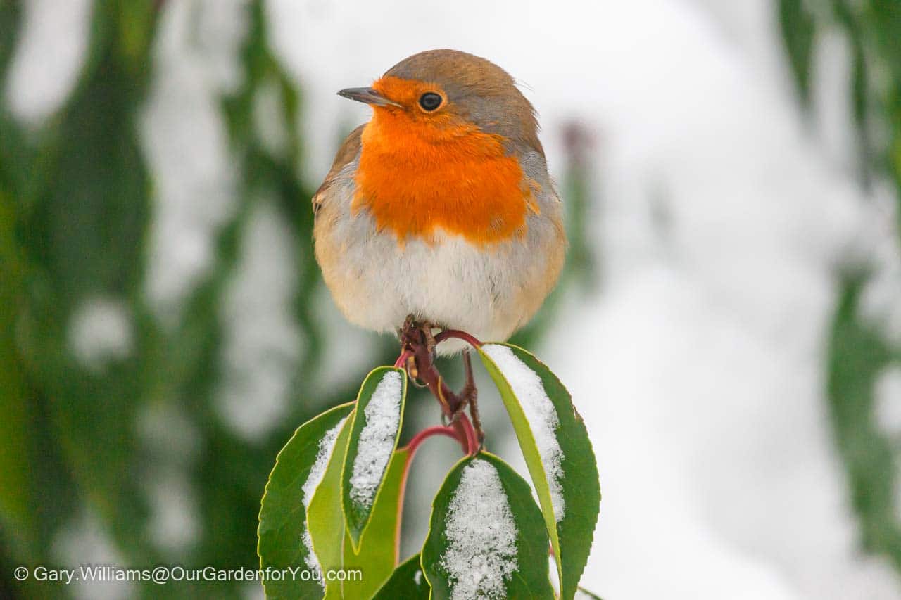 A garden for wildlife - Our Garden for You