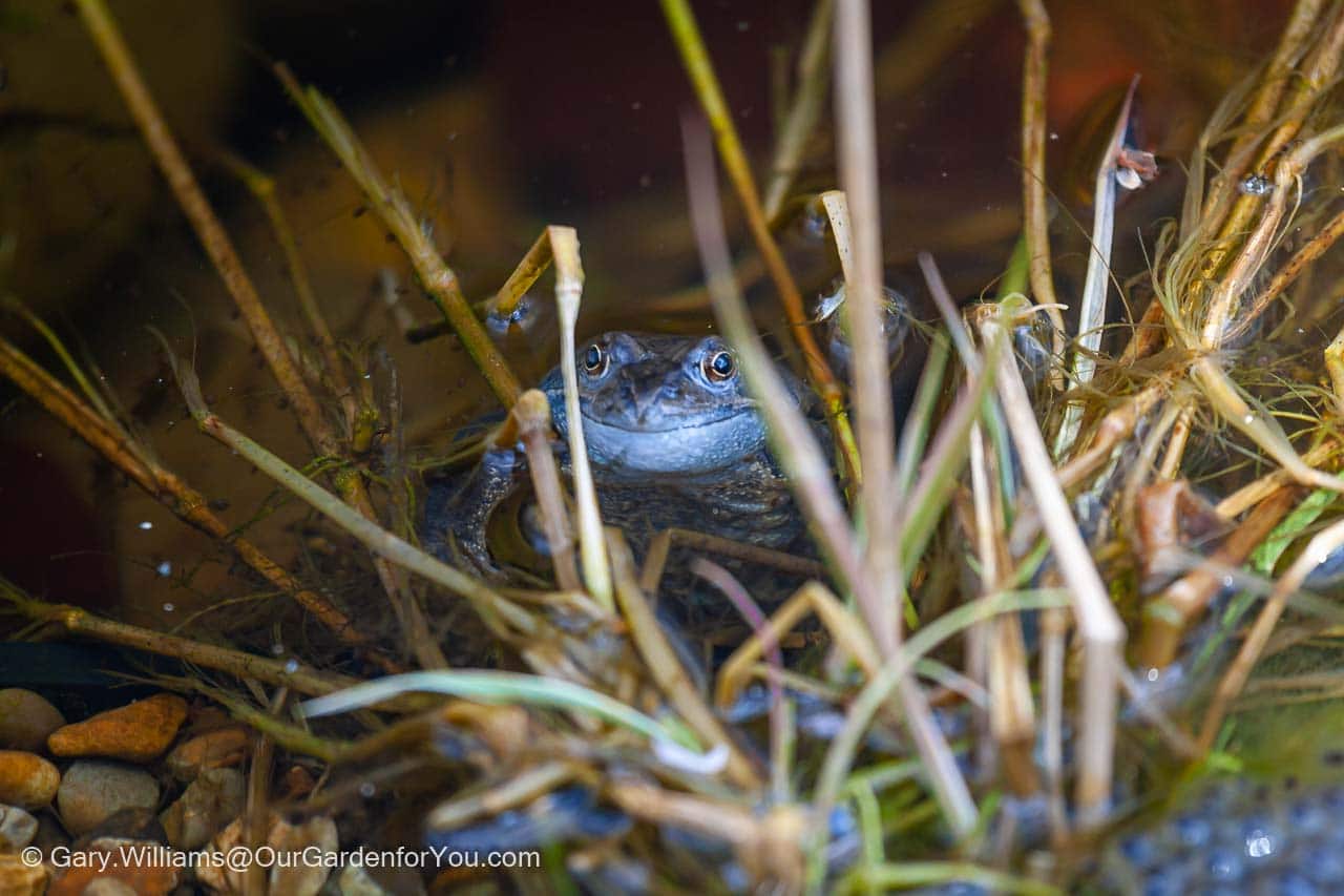 A frog in our wildlife pond that appears to have a giant smile with a patch of frog's spawn in the corner