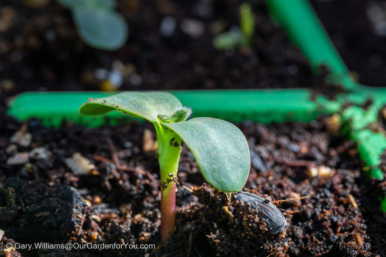 A close-up sunflower seed just sprouting in a cell in our seed tray