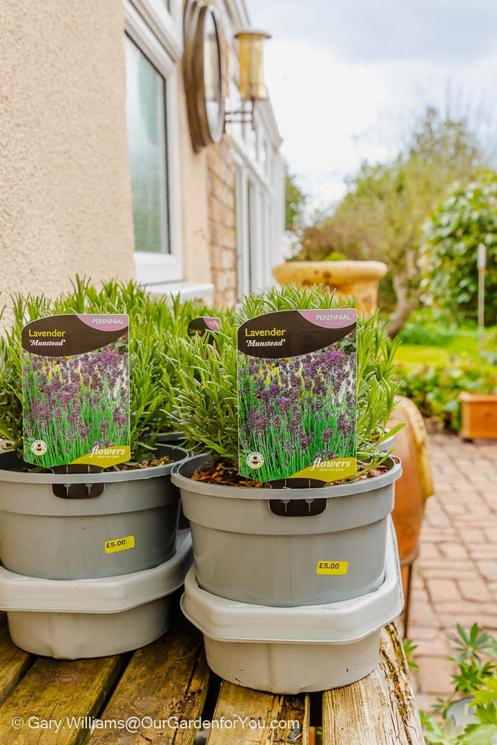 Watering some freshly purchased lavender on our plant stand