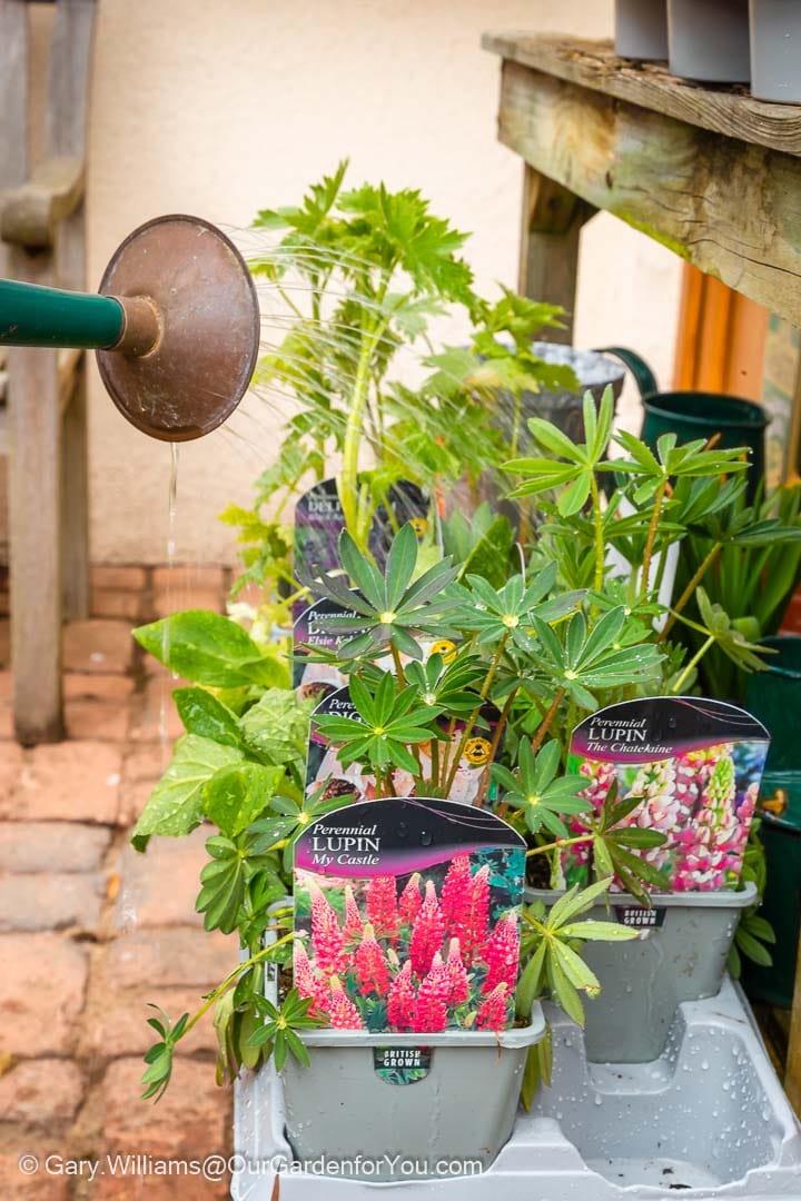 Watering some freshly purchased perennials on our plant stand