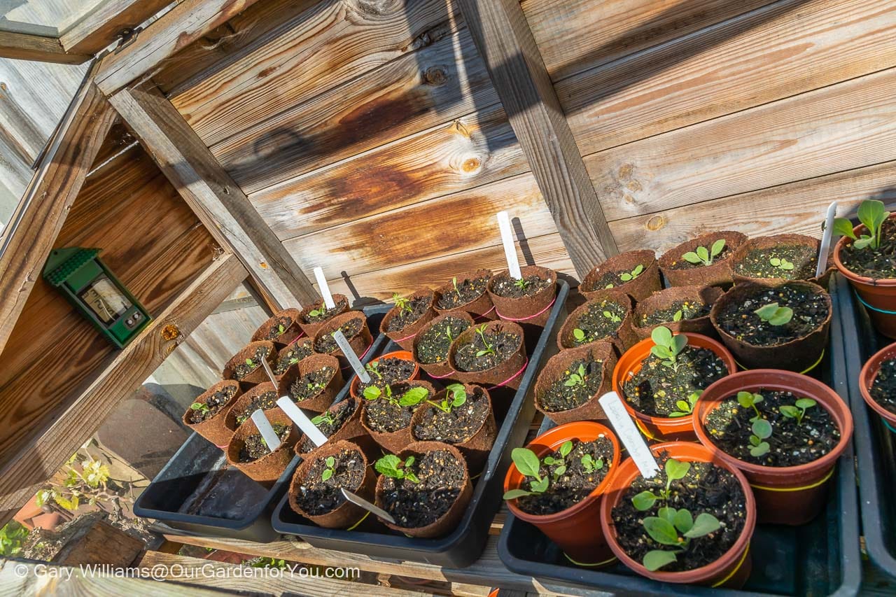 A selection of seedlings potted on and placed on the top shelf of our cold frame.