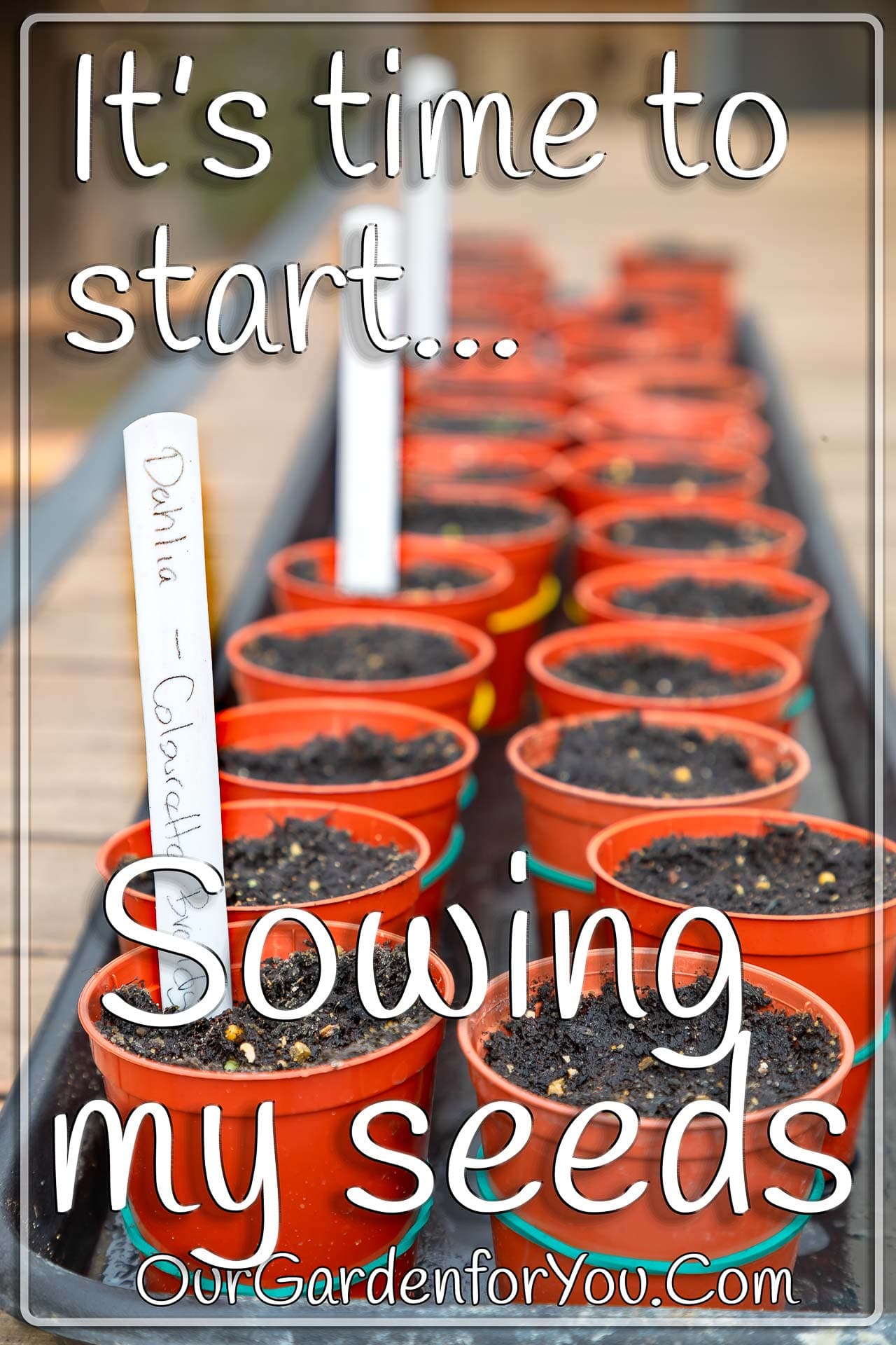 The pin image for our post - 'It’s time to start sowing my seeds '