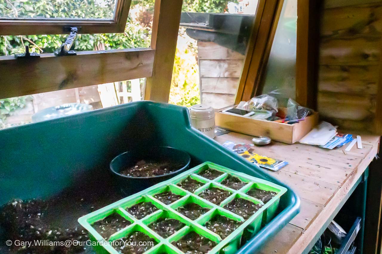 A seed tray on the worktop of the now tidy potting shed