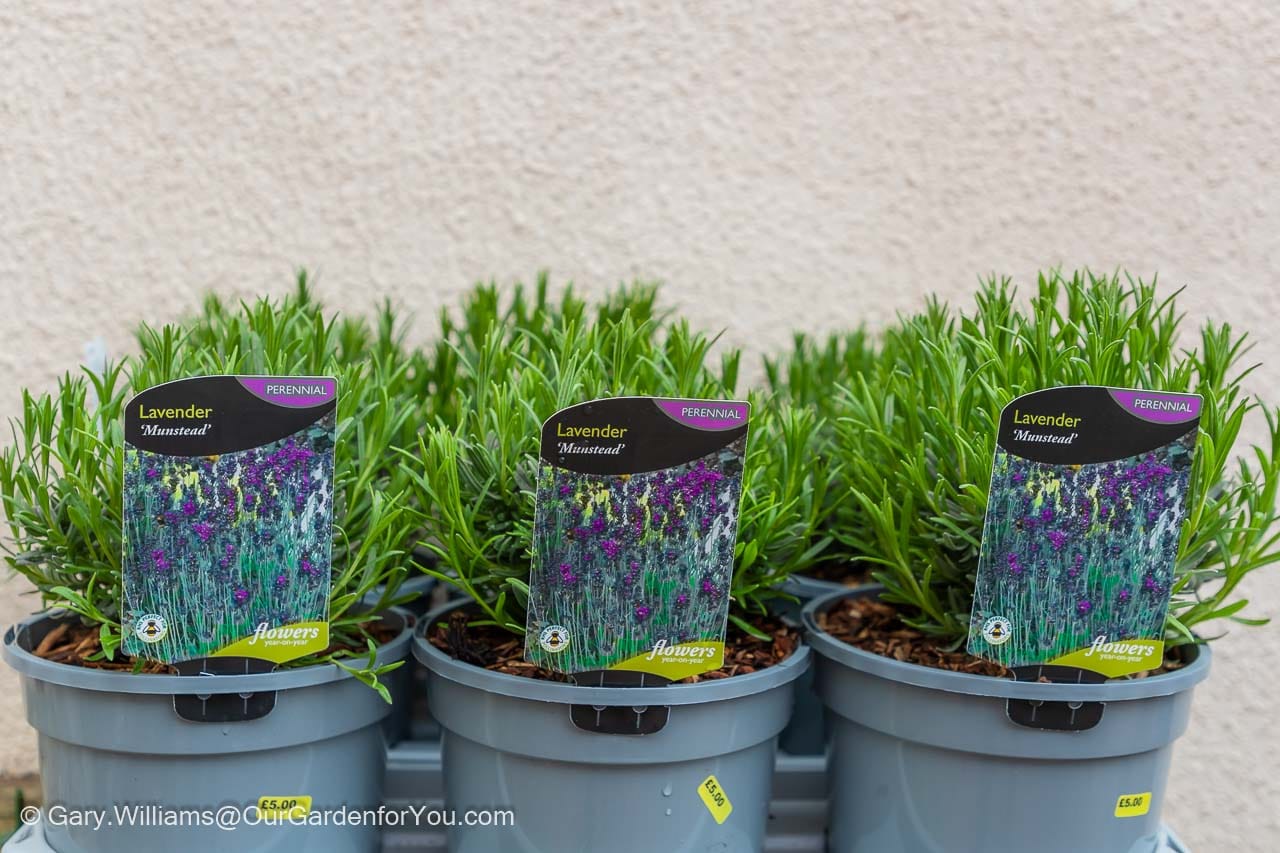 Two rows of three Lavender ‘Munstead’ plants purchased from Wood Cottage Nursery on our plant stand prior to planting