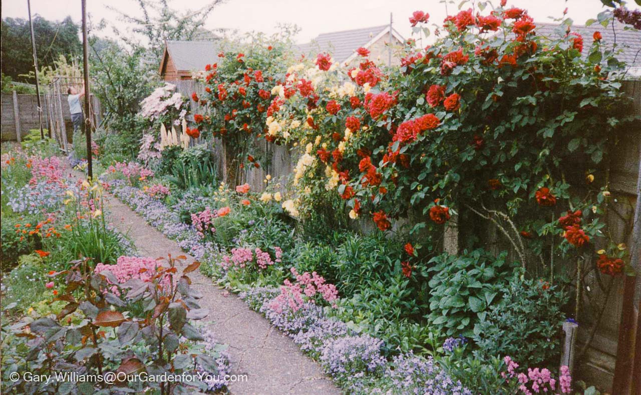 A shot from the 1970's or 80's of the western edge of our garden in full bloom with alternating red, yellow and red climbing roses and full cottage garden beds