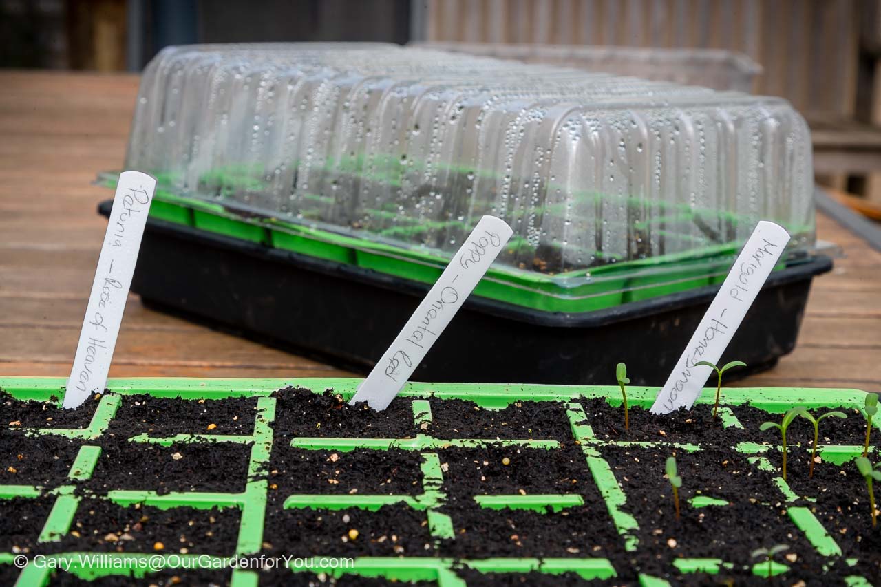 Seeds sprouting in some of the individual cells of the seed trays