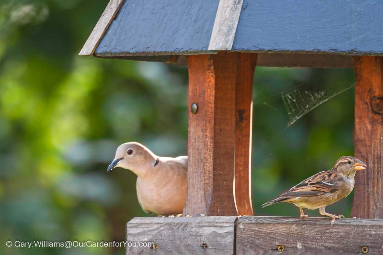 A collared dove and a sparrow sharing the bird table in our garden