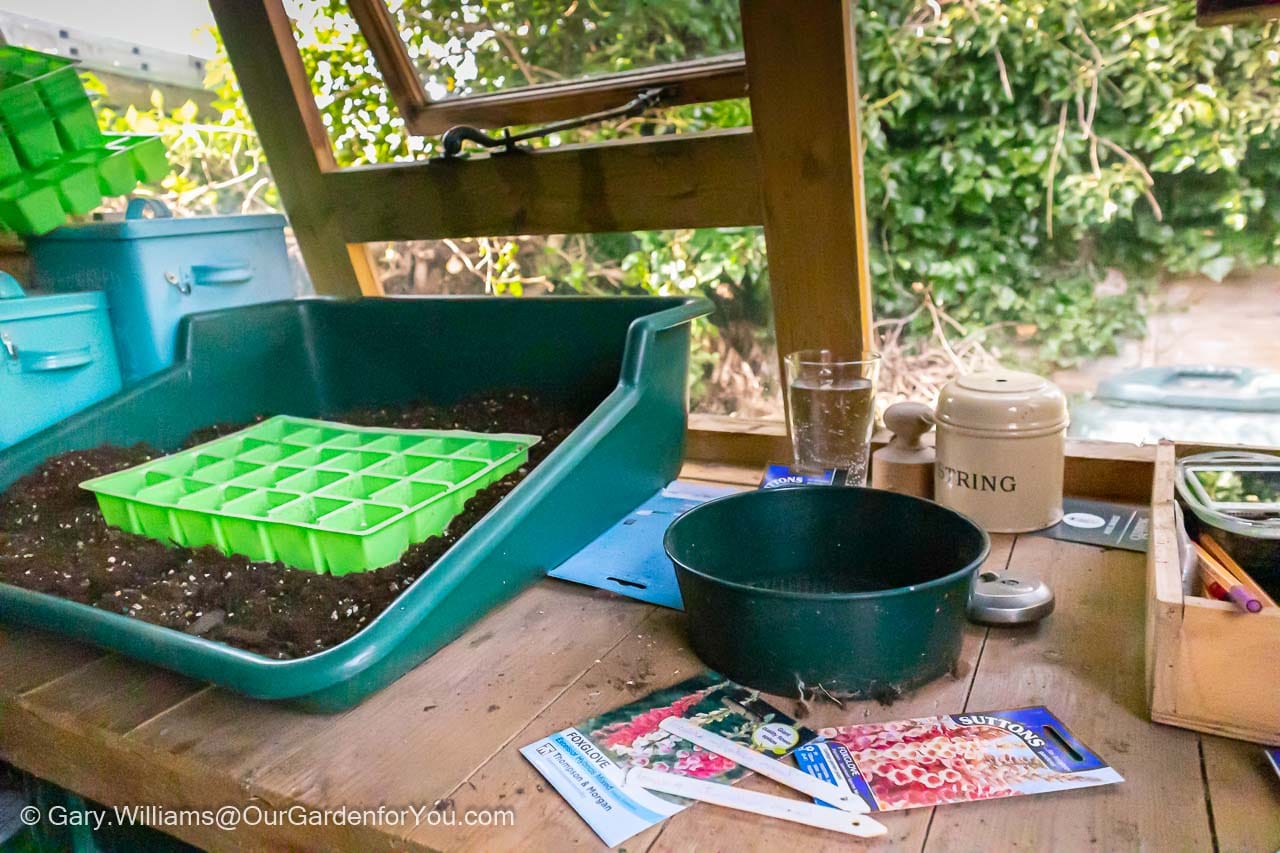 A seed cell insert is ready to be filled in the tray tidy in our well organised potting shed