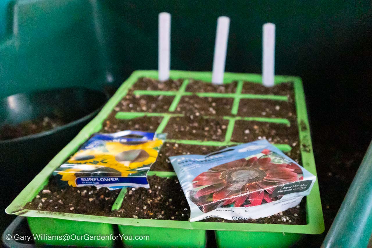 Sunflower seeds are sown in a labelled seed cell insert in the tray tidy in our potting shed.