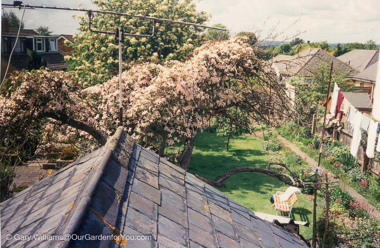 A shot from the 1970's or 80's from our rear first-floor window with a clematis growing through a dead tree