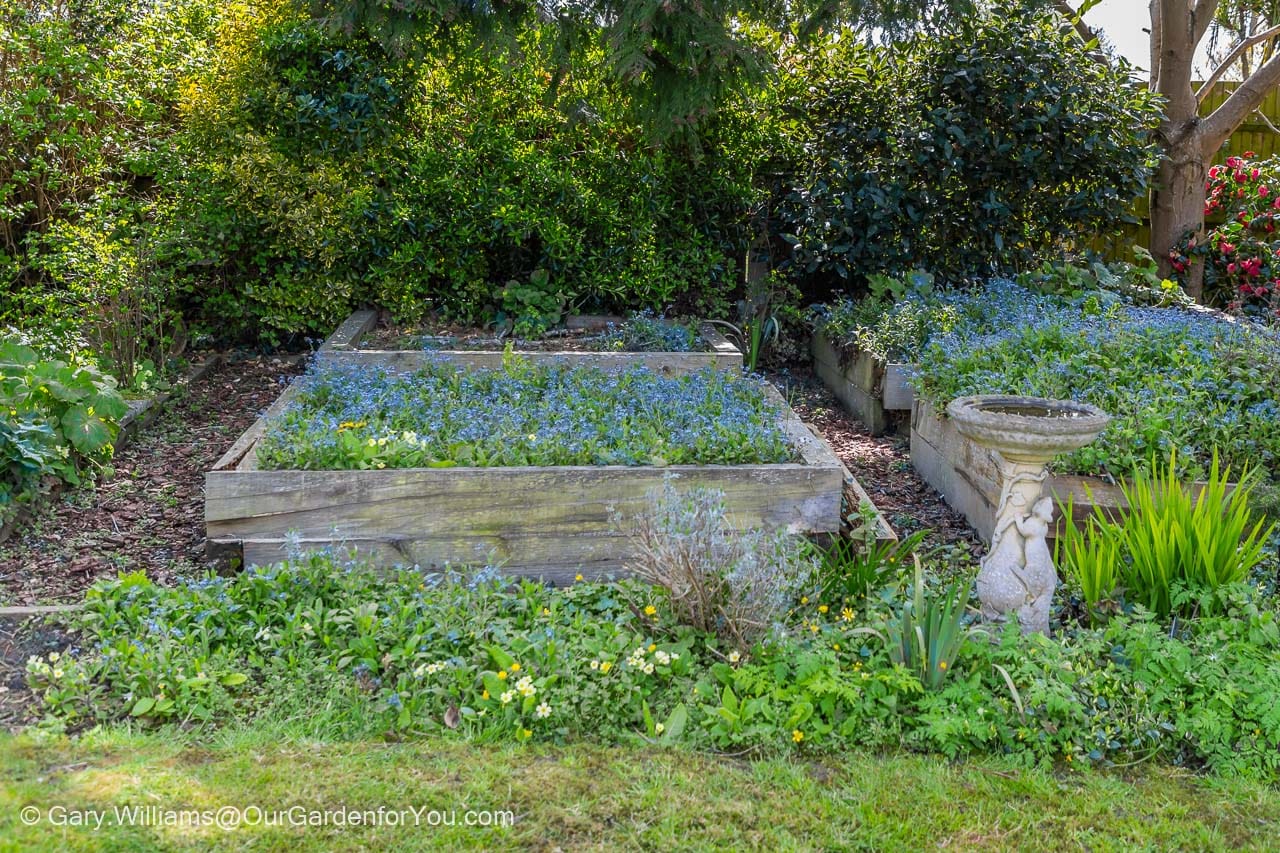 The length of the old lavender bed with the remains of a few woody lavender plants engulfed by other species