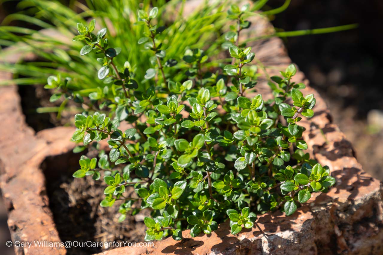 A young, lush green, Lemon Thyme planted out in our Herb Garden