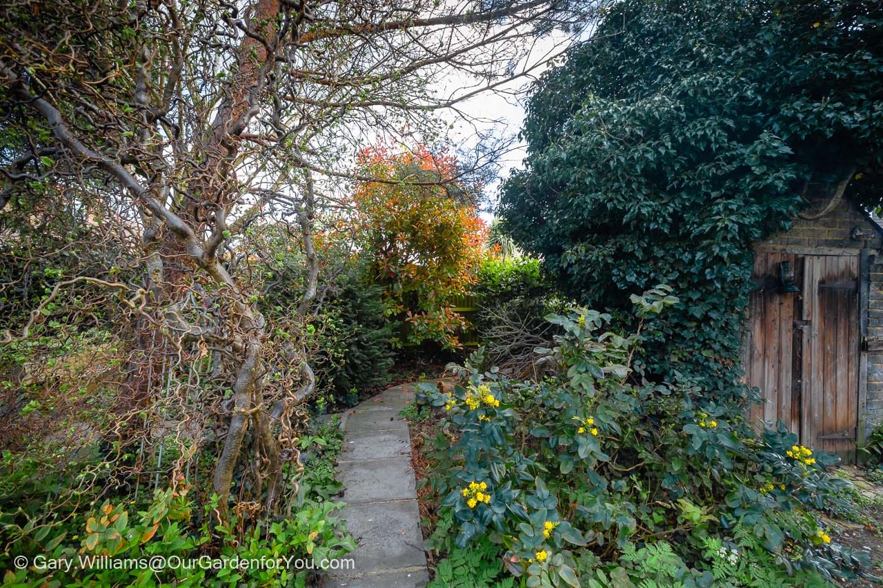 The woodland walk weaves its way past a contorted Hazel and the old outside toilet