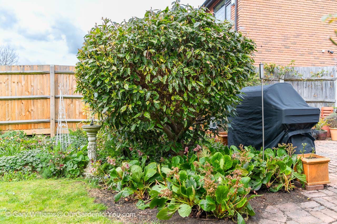 The bay tree between the courtyard patio and the lawn and the cottage garden bed before its first prune of 2022