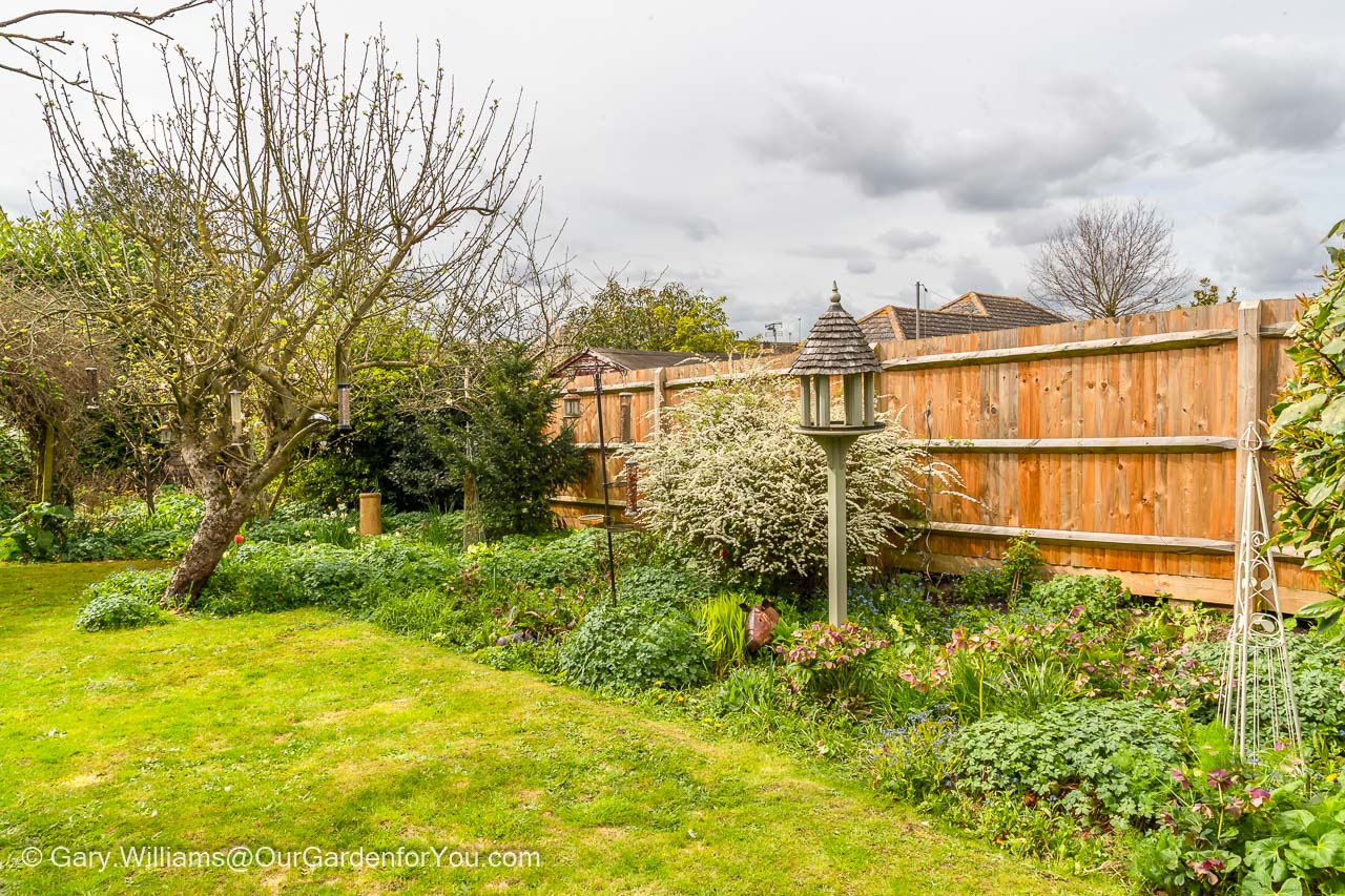 The lush green cottage garden bed in front of a plain wooden fence in Our Garden
