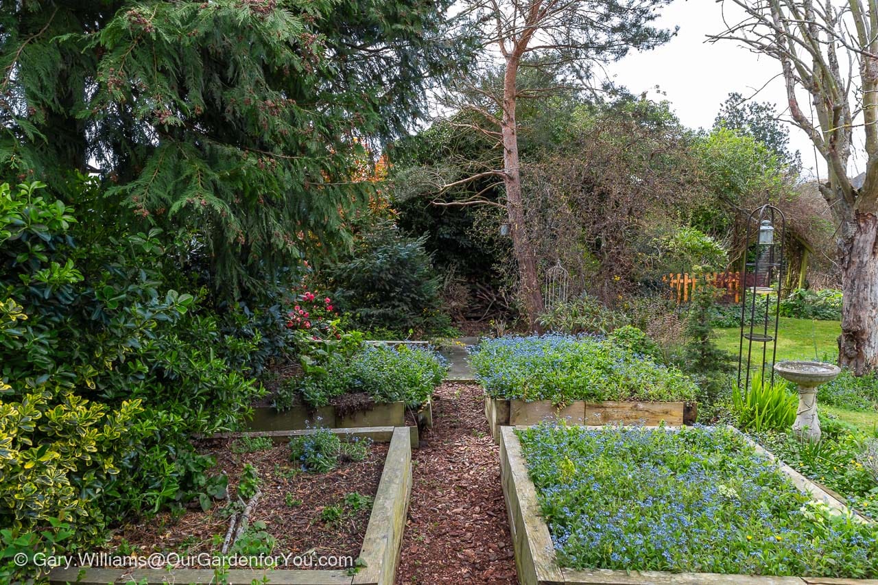 A shot of the raised bed section of our garden as it is now, in need of a little TLC