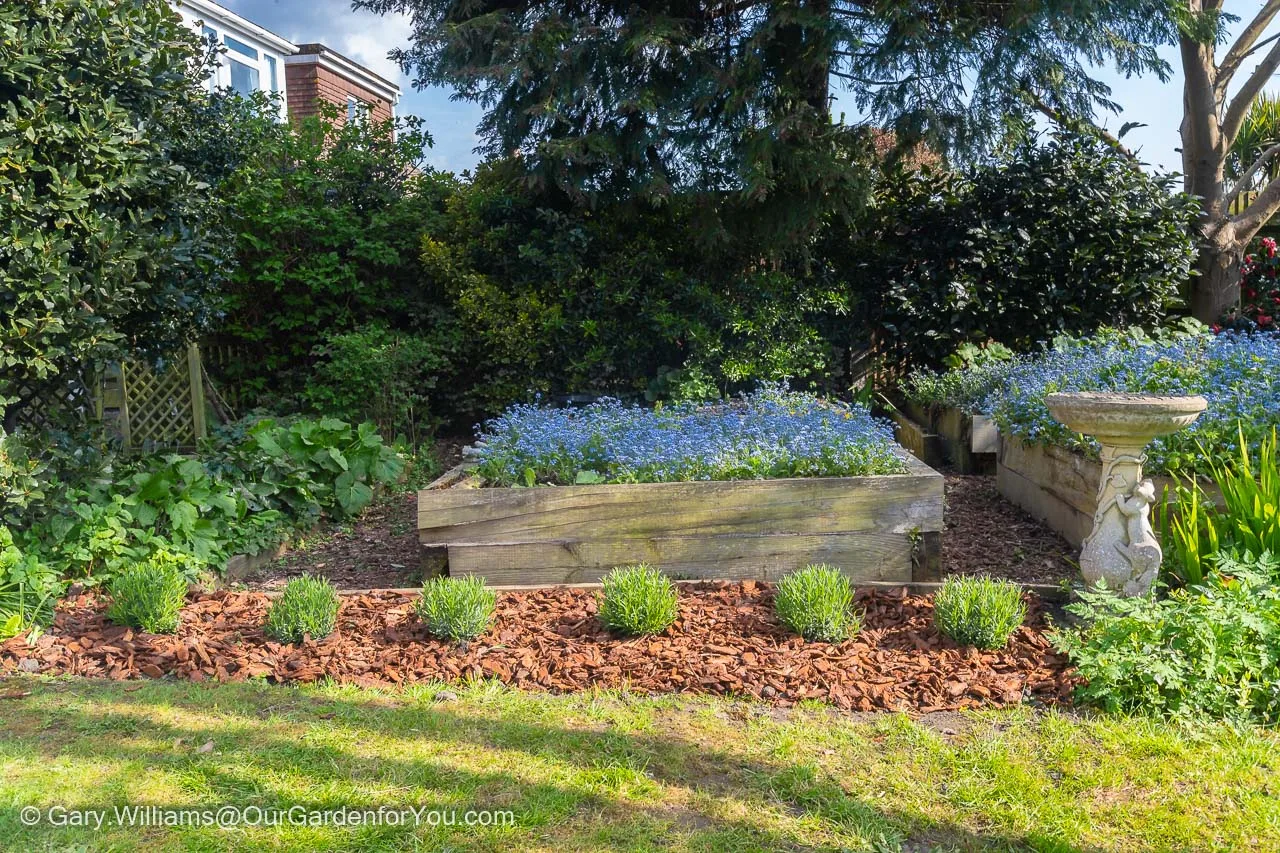 The new lavender bed after a top dressing with large ping bark chips
