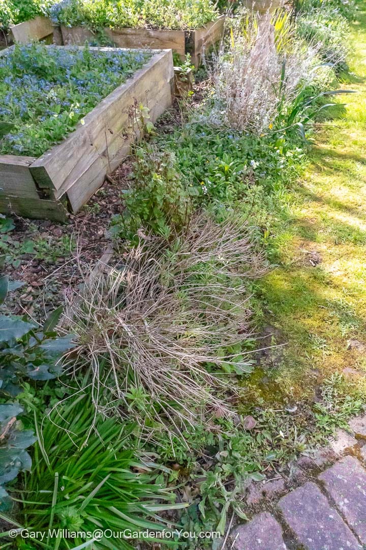 The remains of a few woody lavender plants engulfed by other species in the neglected original lavender bed