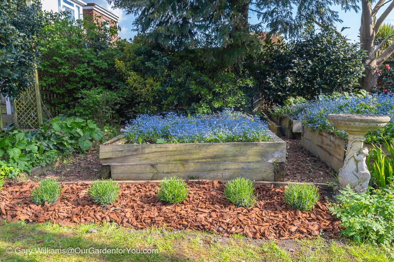 6 small Lavender 'munsted' varieties planted out in a row in a bed that had been cleared and top dressed with bark chippings