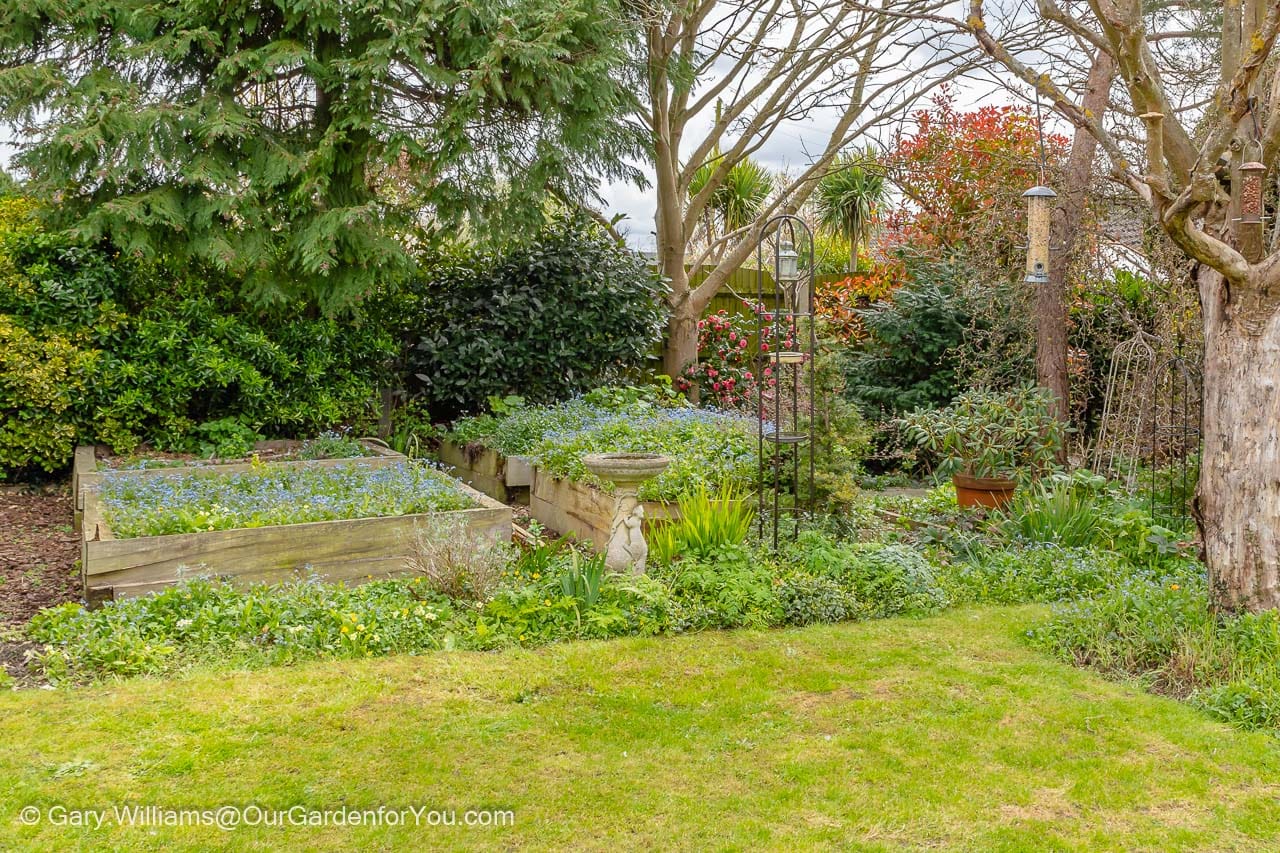 The view of the raised beds, full of self-seeded forget-me-nots, that are constructed from wooden 'sleepers' which are rotting away