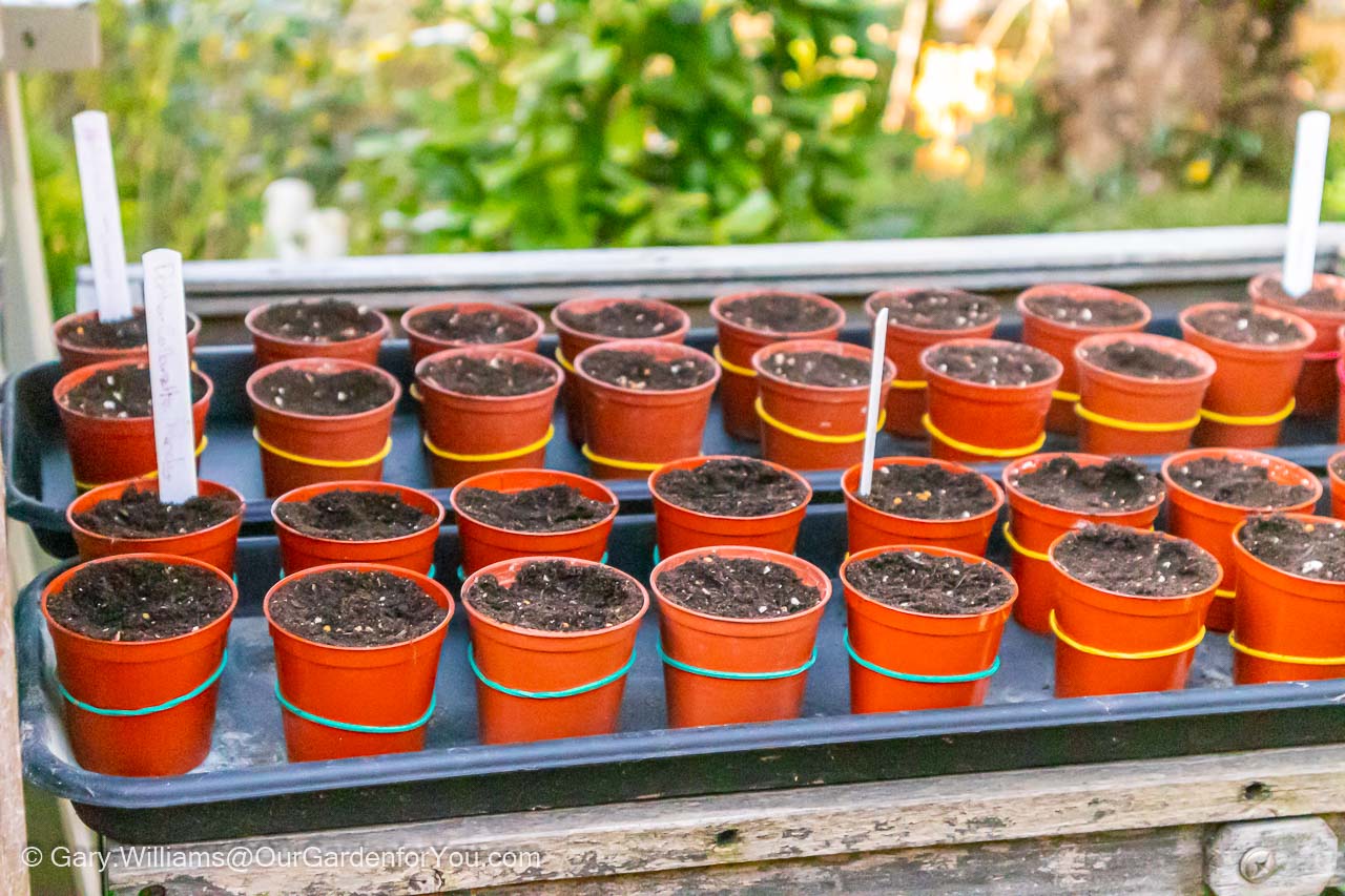 Rows of mini plastic pots with coloured elastic bans fitted to them to help identify the seeds sown
