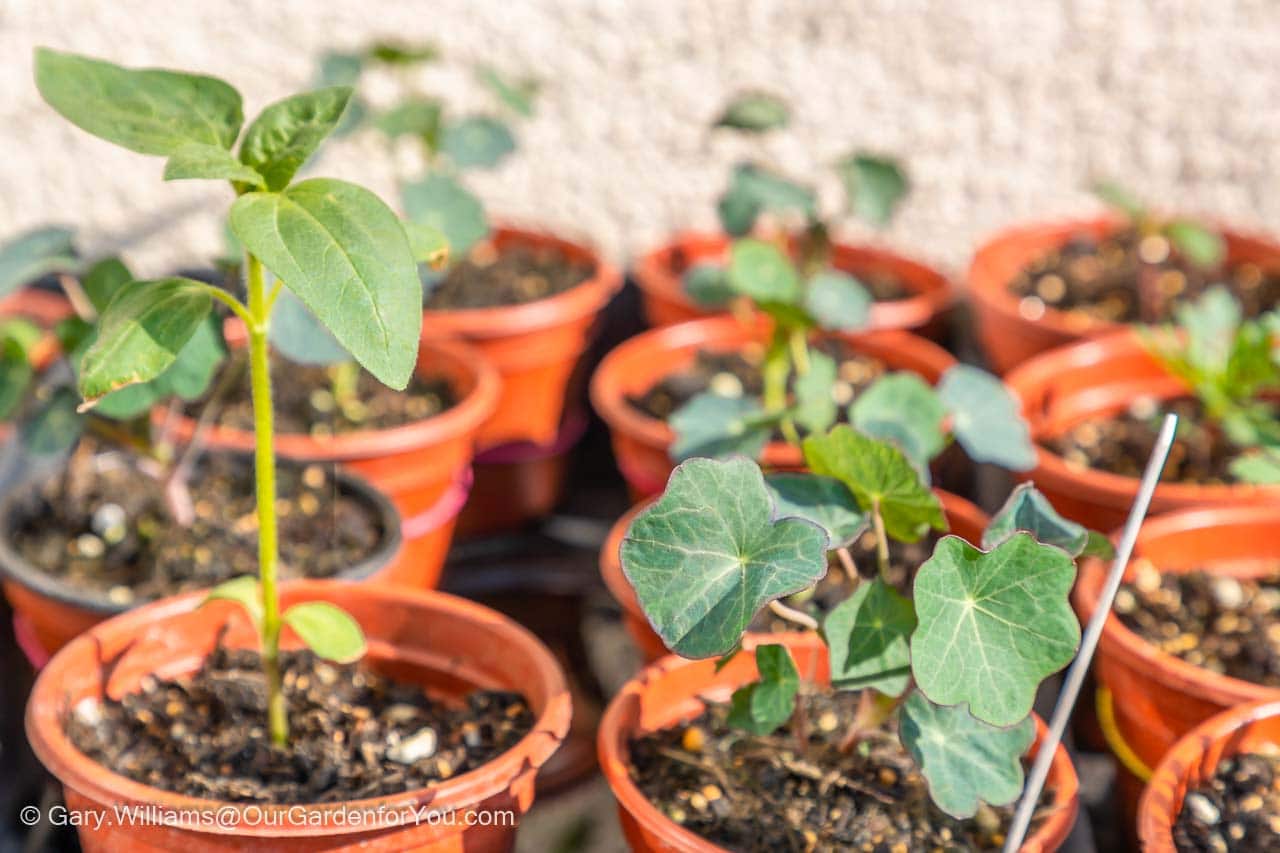 A sunflower plant, a few weeks after sprouting, potted onto a large pot and progressing well next to a developing nasturtium.