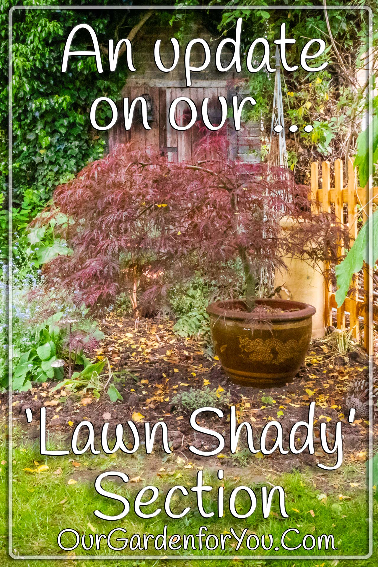 The pin image for our post - 'An update on our ‘lawn shady’ section '