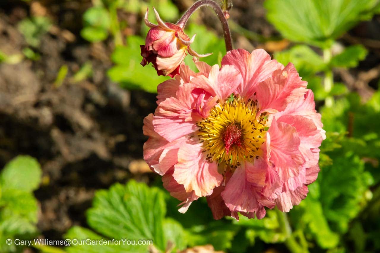 A close up of our Geum Bohema Pink with their orange-pink double flowers in our cottage garden