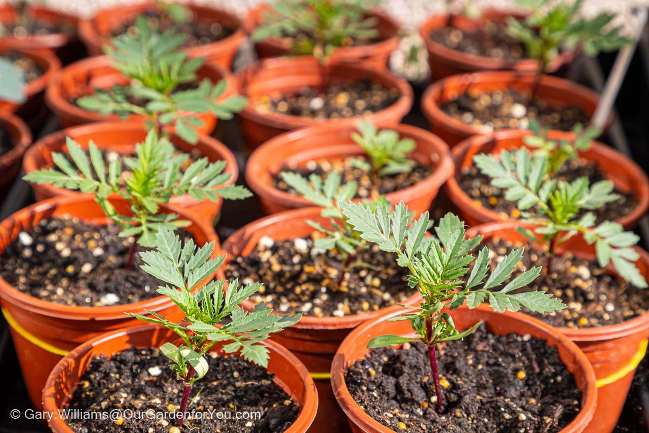 Five rows of marigold seedlings in small plastic pots after being potted on