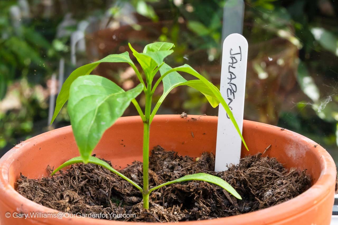 Our Jalapeno chilli's planted on to their final terracotta pots in our conservatory.