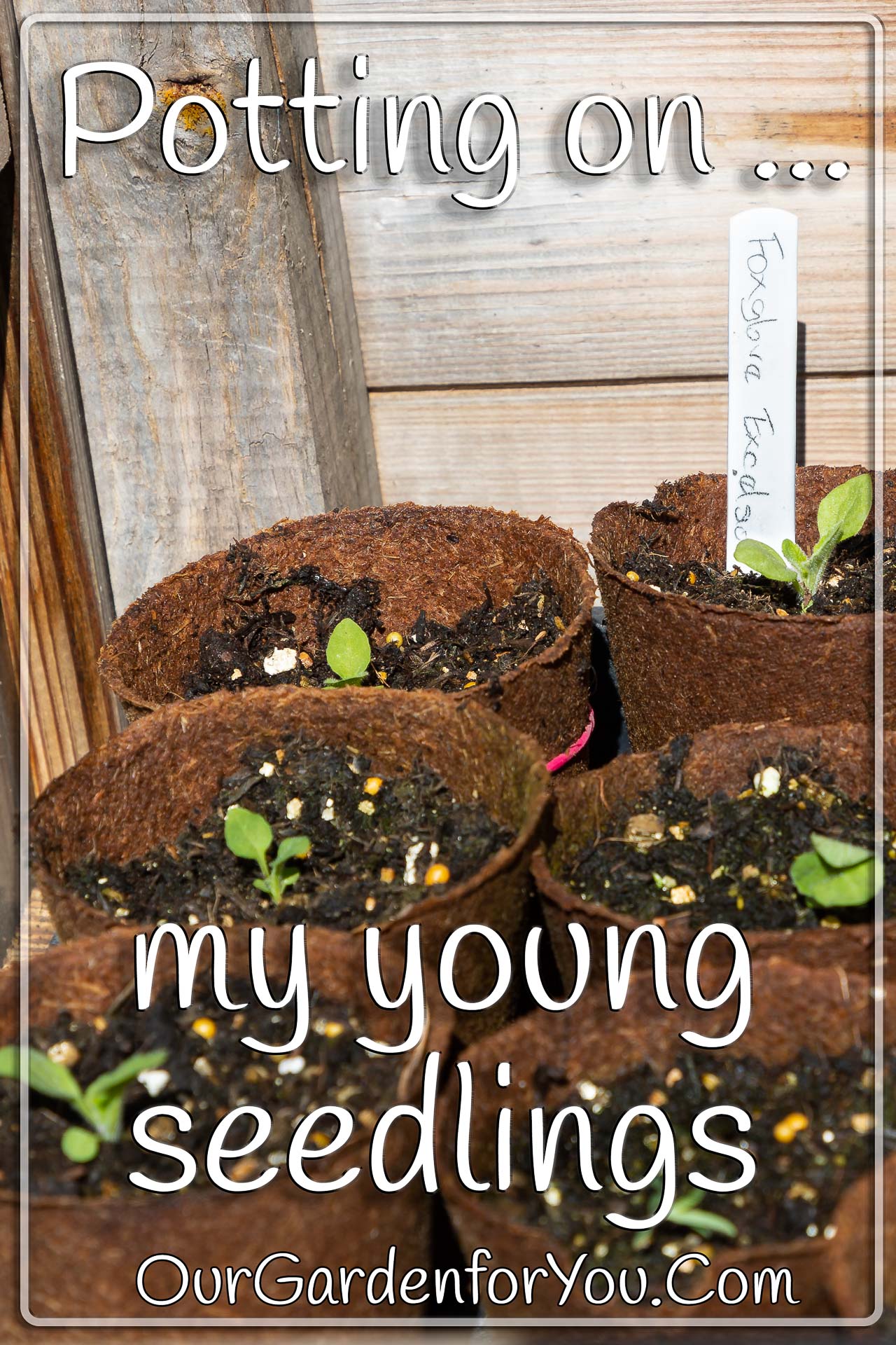 The pin image for our post - 'Potting on my young seedlings '