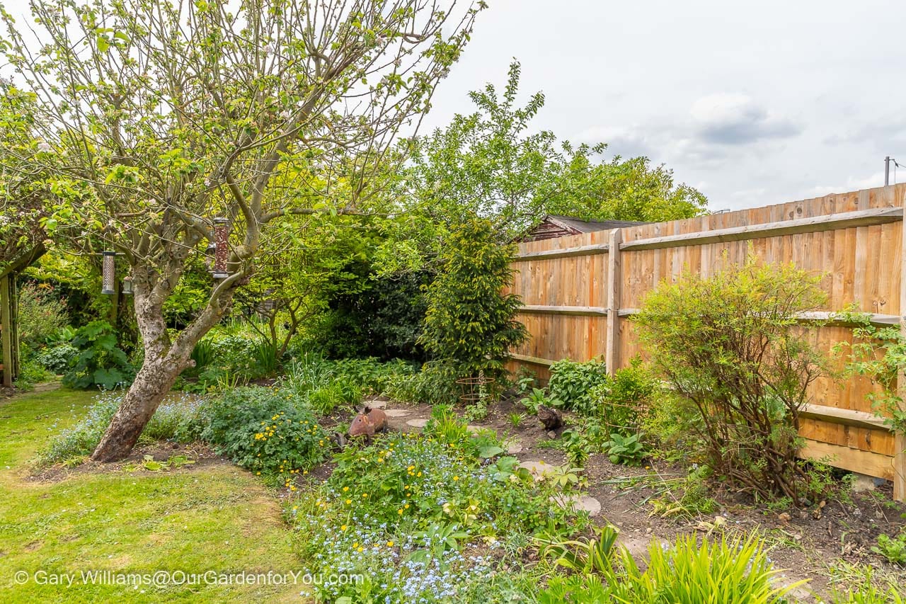 The cottage garden bed with its new stepping stone path weaving its way through the planting