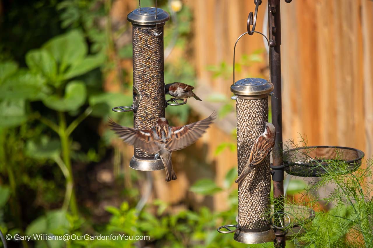 Sparrows flocking around two bird feeders hanging from a station in our garden