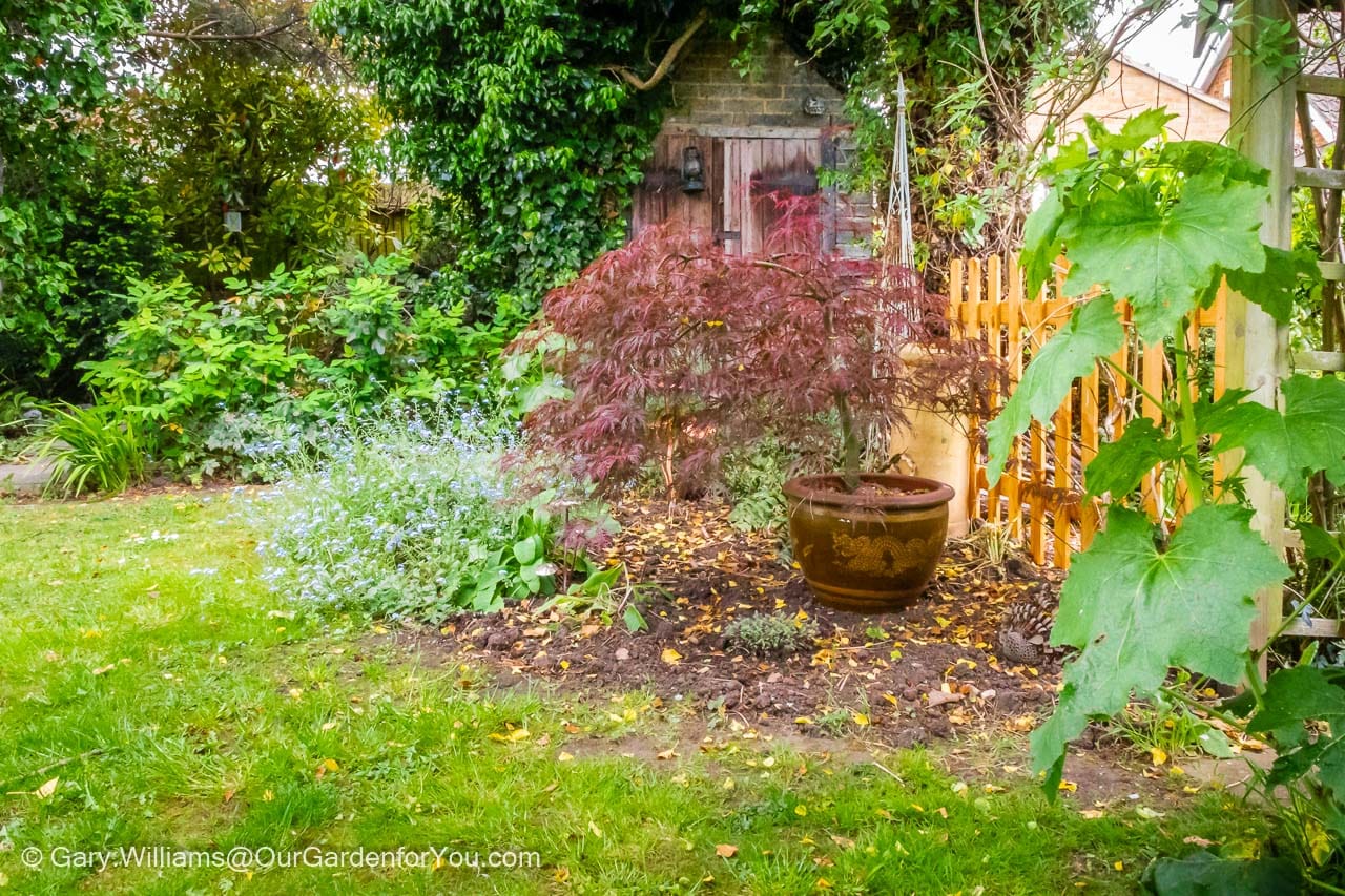 The 'Lawn Shady' section of our garden after being thinned of the excessive plants that had come to dominate.