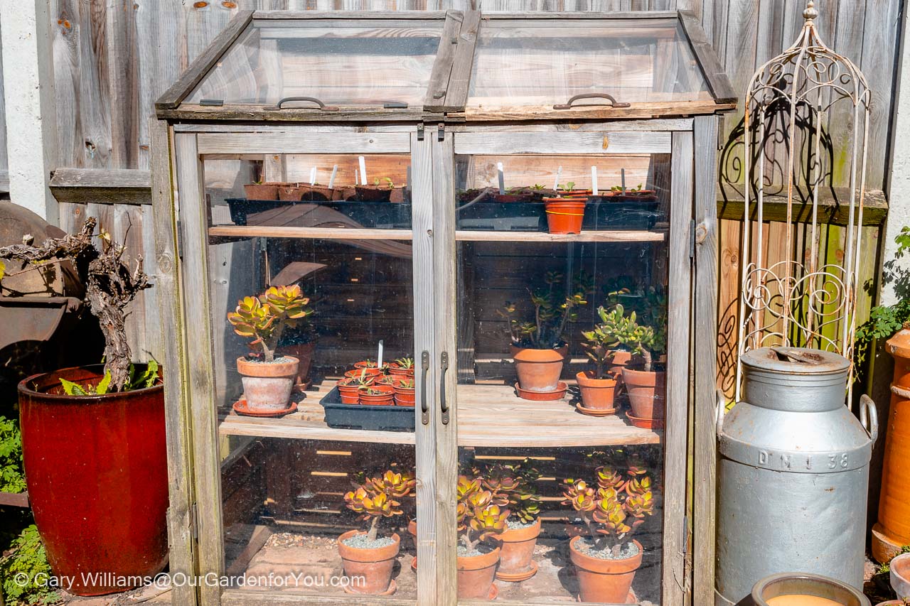 The cold frame in place on our patio is filled with a mix of plants being potted on and our money trees preparing for summer outside.