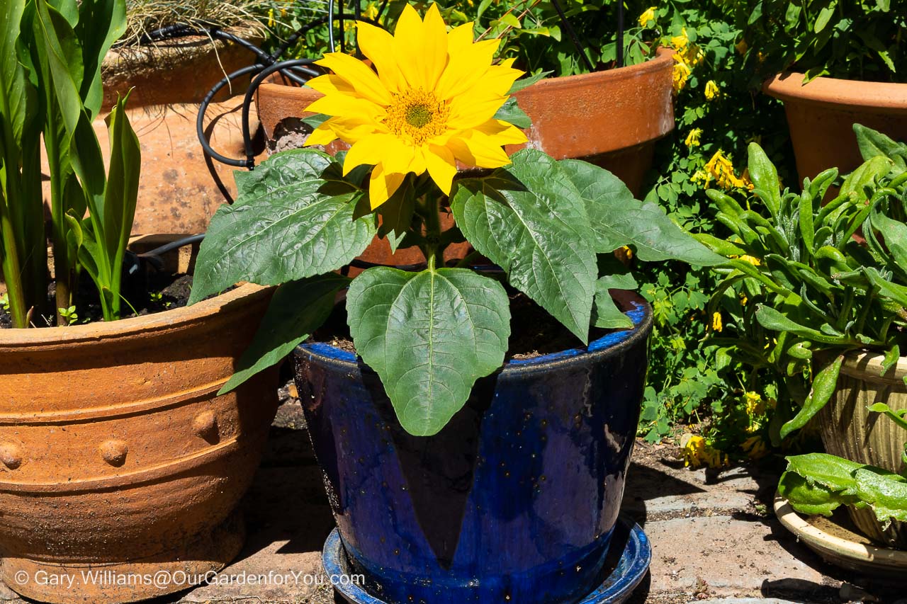 A dwarf sunflower with its bright yellow flower in a blue glazed pot on our courtyard patio.
