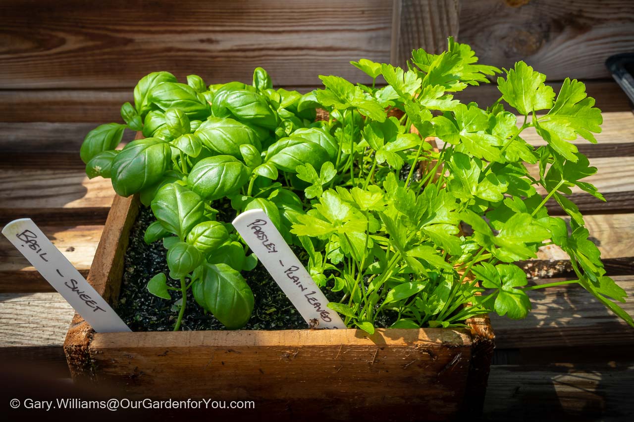 A wooden seed tray used for growing our kitchen herbs, in this case sweet basil and flat-leafed parsley